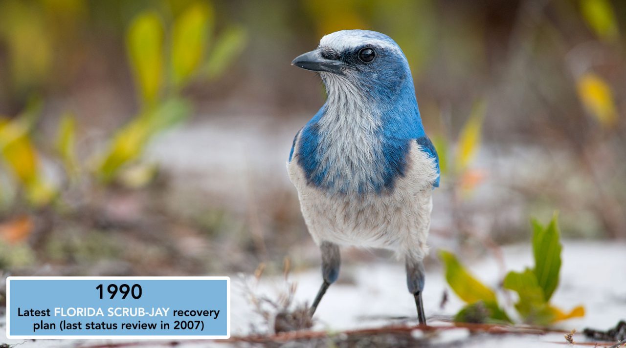 Florida Scrub-Jay by Ray Hennessy