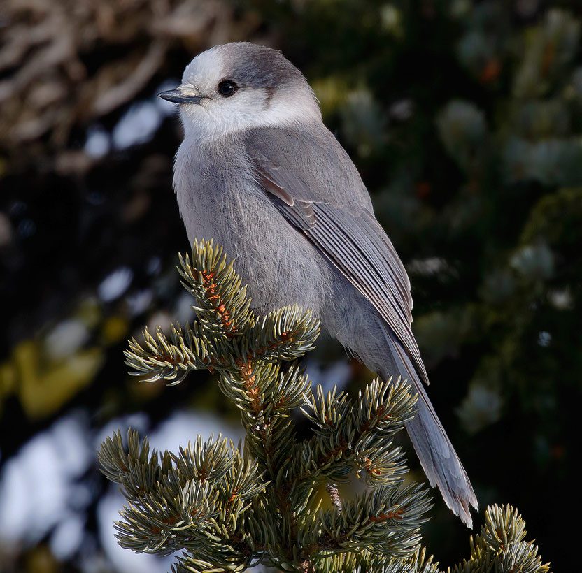 Canada Jay by Tim Harding via Birdshare.