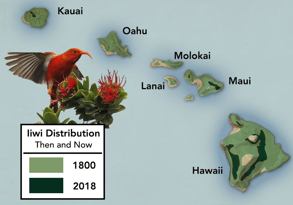Iiwi were once described as “ubiquitous” on all of the major Hawaiian islands. Today, with their range severely retracted, more than 90 percent of the remaining Iiwi population is clustered in mountain forests on the big island of Hawaii. According to the U.S. Fish and Wildlife Service final rule for granting Endangered Species Act protection to the Iiwi, five of the nine monitored populations are declining, two may be stable, and two are increasing. Map courtesy of USGS Pacific Island Ecosystems Research Center. Graphic by Jillian Ditner.