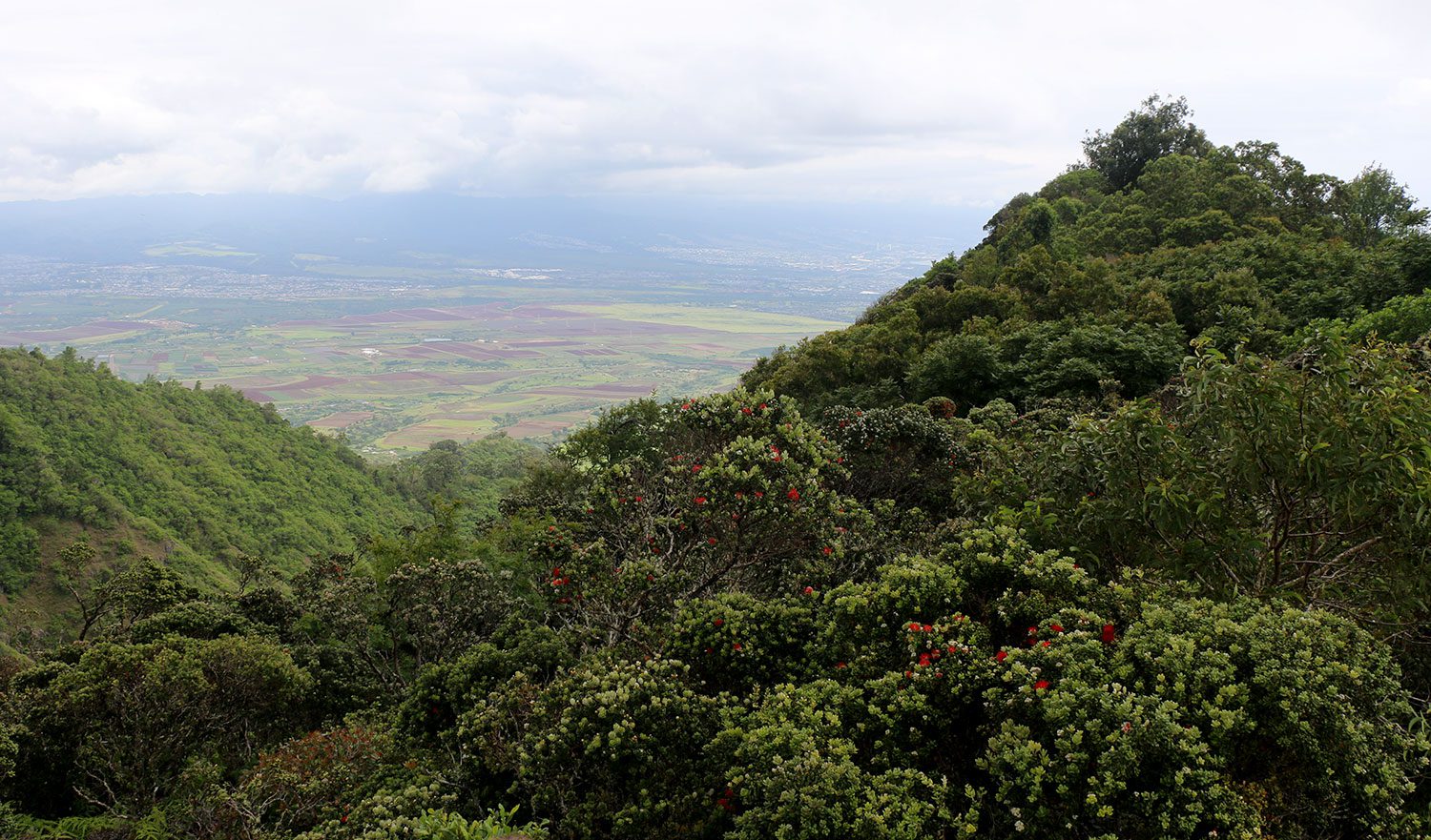 A lush mountain forest full of Ohia trees. Photos courtesy of Hawaii Department of Lands and Natural Resources.