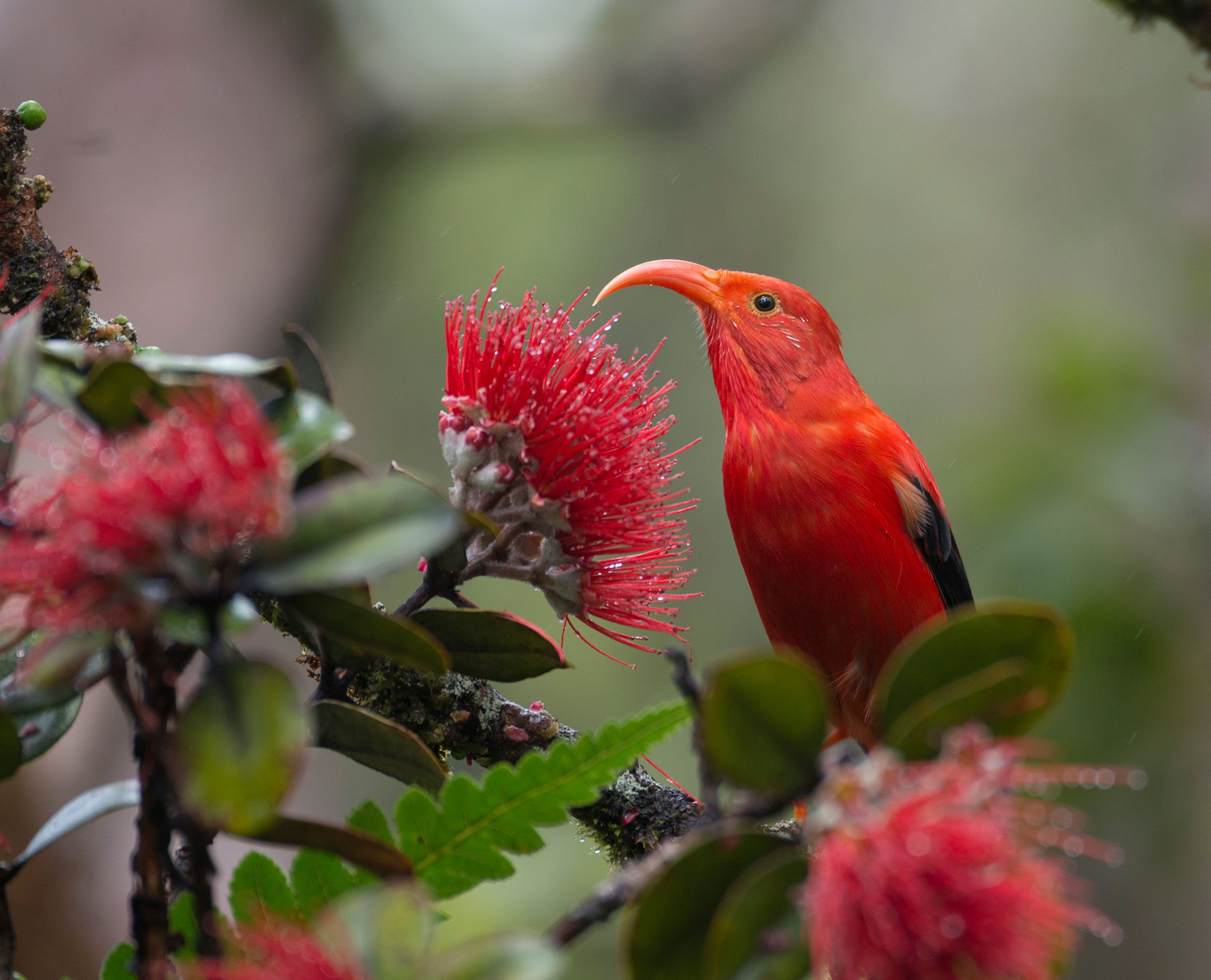 An Iiwi on an Ohia tree that is a major food source for this bird. Photo by Jim Denny.