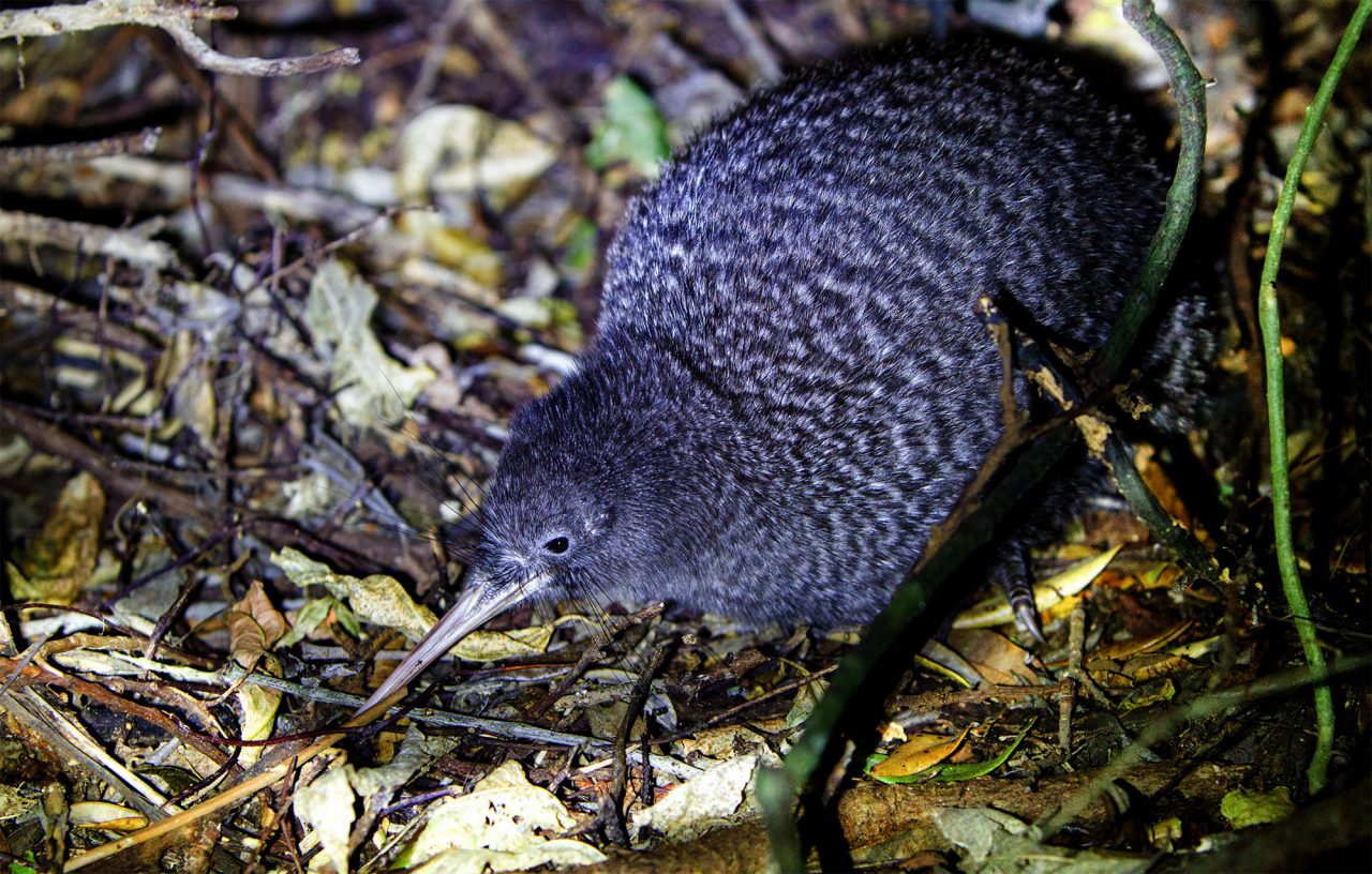 Little SPotted Kiwi by Laurie Ross/ML