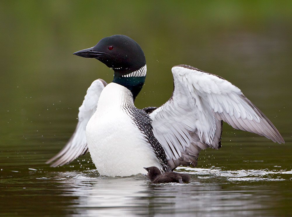 Loon and Chick. Photo by Roberta Olenick