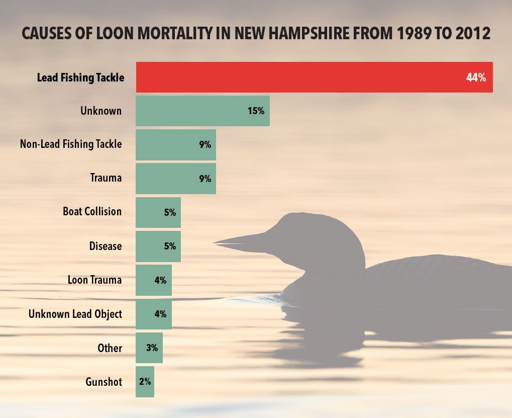 A study of loon mortalities over two decades in New Hampshire documented the high death toll from lead poisoning via fishing tackle. The study concluded that New Hampshire’s loon population would be 43 percent larger if not for lead poisoning. Graphic by Jillian Ditner. Source: Loon Preservation Committee. Photo by Roberta Olenick.
