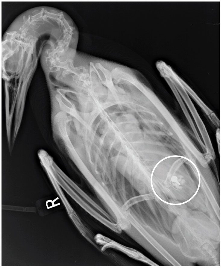 An x-ray of a loon shows a lead jig head lodged in the gizzard. Source: Mark Pokras, Tufts University.