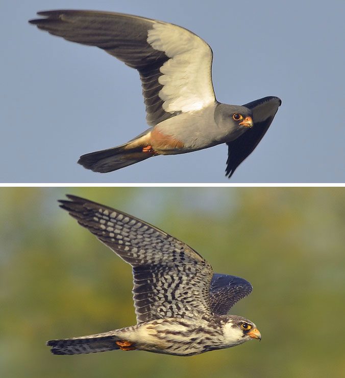 A male (top) and female Amur Falcon. These slim little raptors feeds largely on insects and are slightly bigger than an American Kestrel. Photos by Abhilash Arjunan/Macaulay Library.
