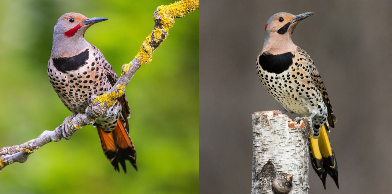 Red-shafted and Yellow-shafted Flicker woodpeckers