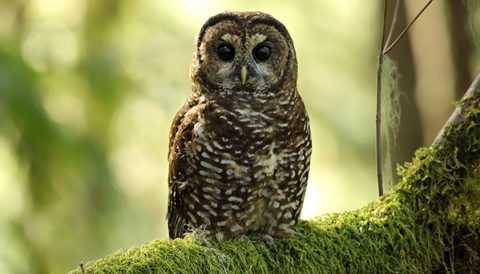 Northern Spotted Owl by Kathy Adams Clark