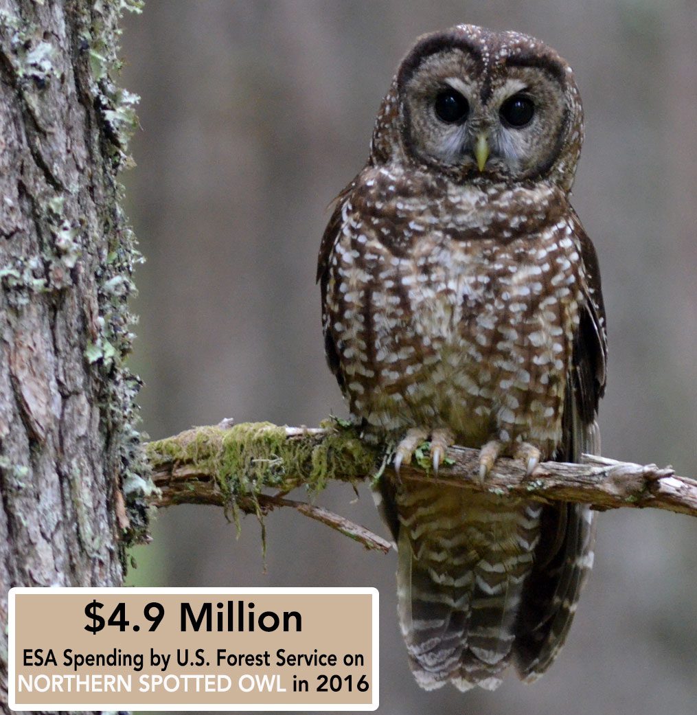 Northern Spotted Owl by Ben Phalan/Macaulay Library.