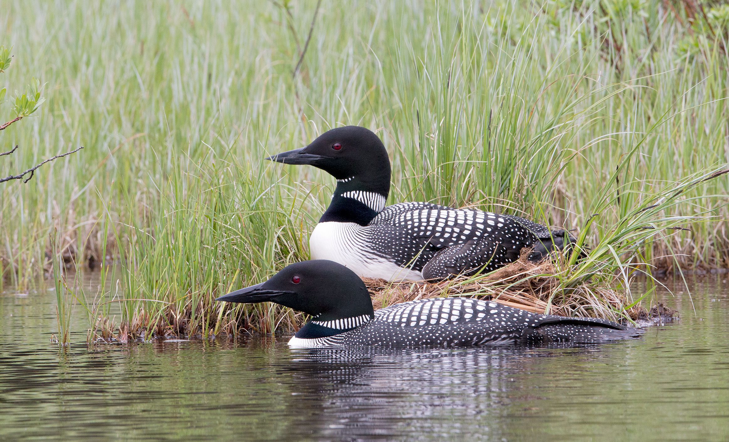Common Loons nest in quiet, protected, hidden spots of lakeshore, typically in the lee of islands or in a sheltered bay. The male selects the nest site. Male and female build the nest together and take turns incubating eggs. Photo by Roberta Olenick.