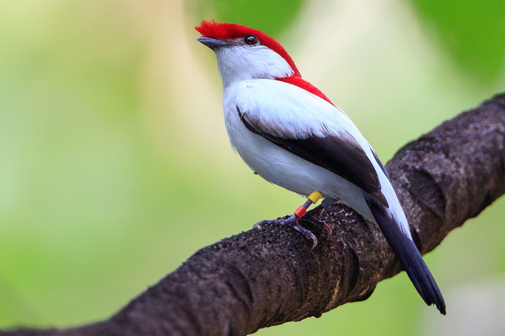 Apesar da reserva ter sido criada para proteção do soldadinho, seus benefícios para o ecossistema vão além. A reserva abriga mais de 130 espécies de aves, além de mamíferos e répteis. Photo by Gerrit Vyn