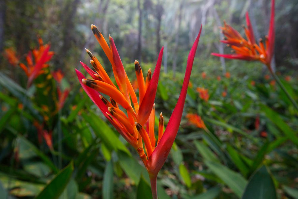 Uma das diversas espécies de plantas com flores na Reserva Oásis, da Aquasis. Photo by Gerrit Vyn