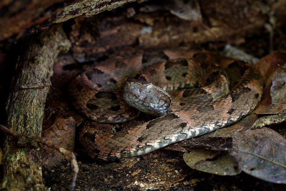 A jararaca - uma das mais conhecidas serpentes dos Neotropicos - fica quase invisível no chão da mata. Photo by Gerrit Vyn
