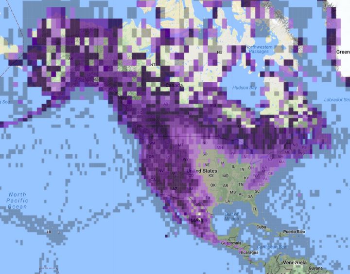 eBird reports of Common Raven in North America, 2008-2018.