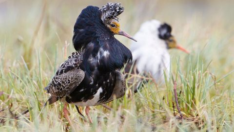 An independent male Ruff by Gerrit Vyn.