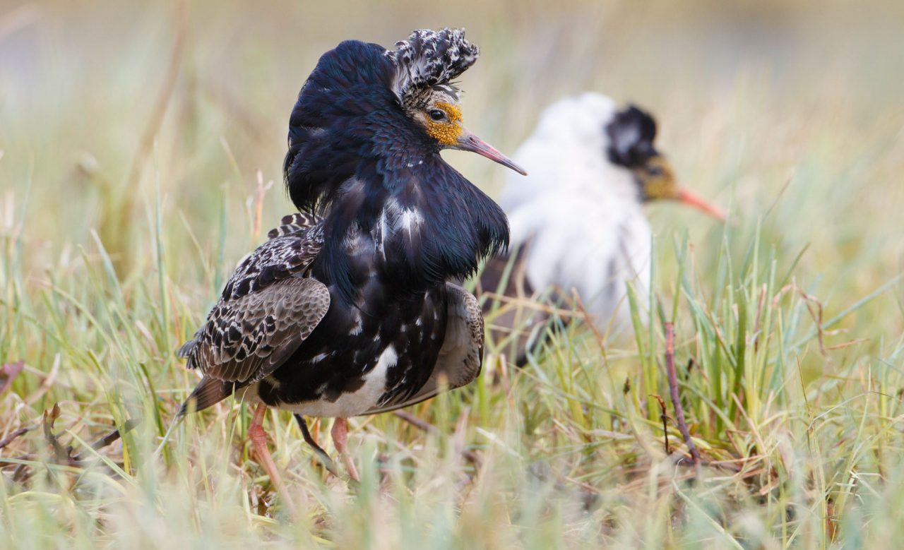 An independent and satellite Ruff. Photo by Gerrit Vyn.