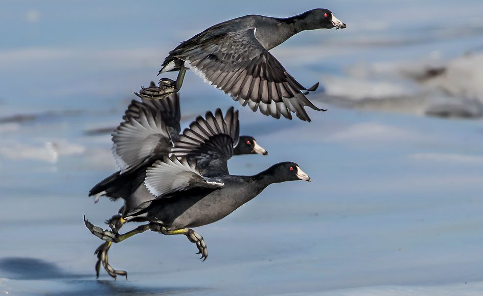 American Coots by Tony Clements via Birdshare.