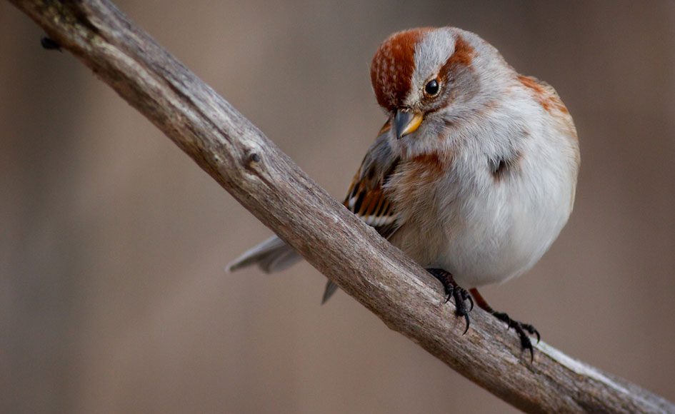 American Tree Sparrow by Adam Bender via Birdshare.
