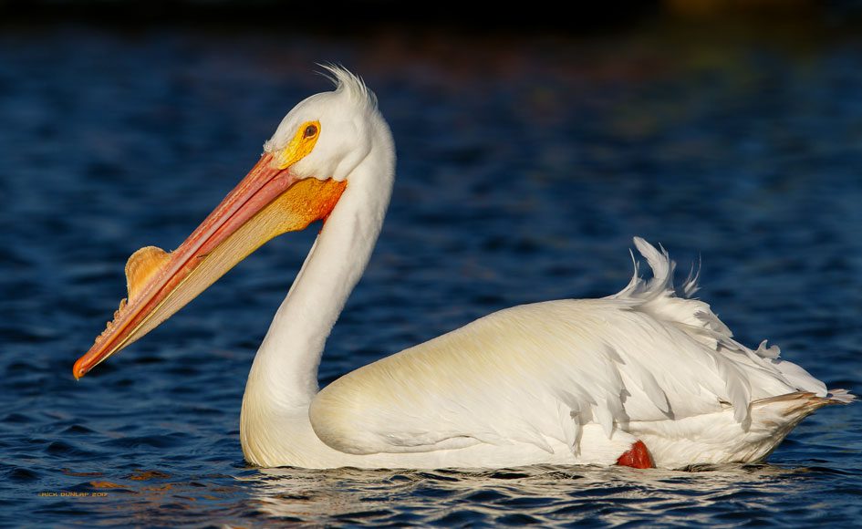 American White Pelican by Rick Dunlap via Birdshare.
