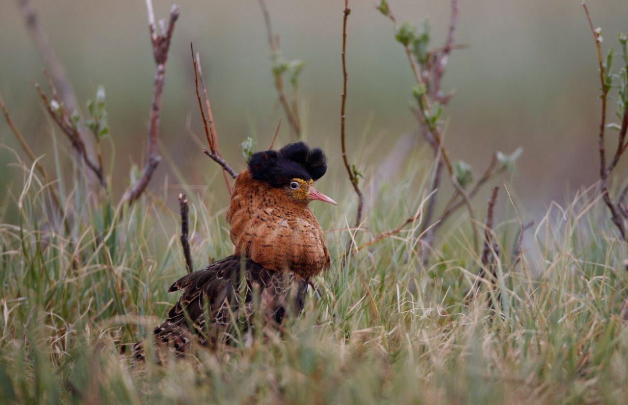An independent Ruff in a quiet moment on a lek. Photo by Gerrit Vyn.