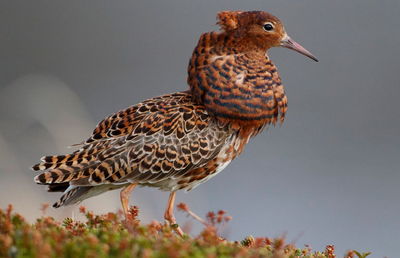 Independent Ruff males are handsome birds that have a variety of different plumages. Photo by Gerrit Vyn.
