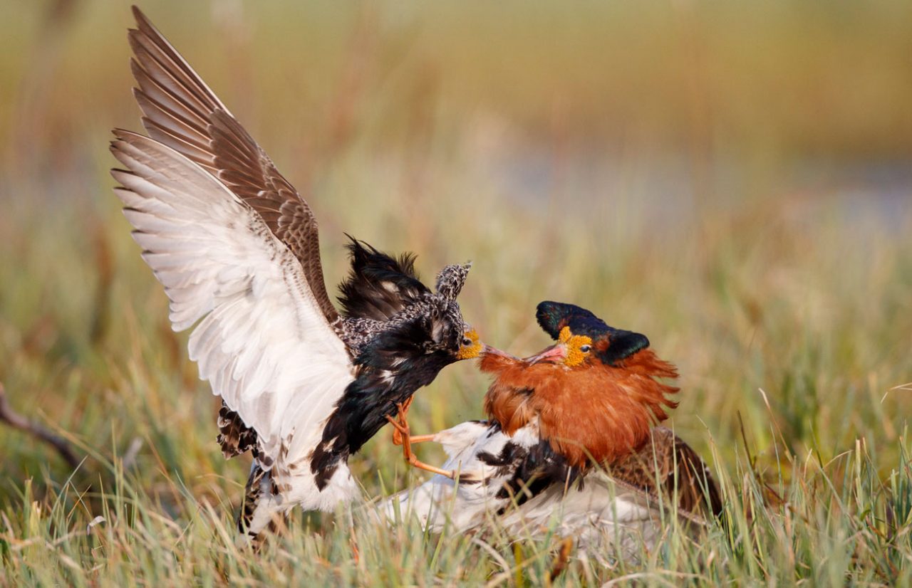 Independent male Ruffs have fierce fights on leks. Photo by Gerrit Vyn.