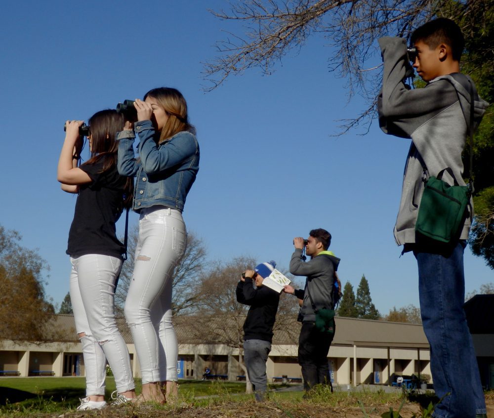 Students enroll in ornithology with little prior knowledge of the world of birds—although all are required to have completed a year of biology. Here they are on the campus of Gilroy High School, looking at a pair of Red-tailed Hawks roosting on the stadium lights above the football field. Photo by © Jeff R. Manker.