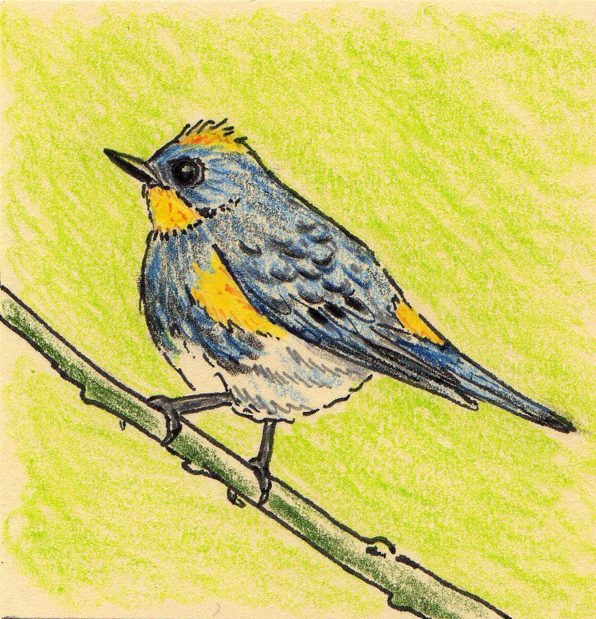 A Yellow-butt warbler. Illustration by Sally Ingraham