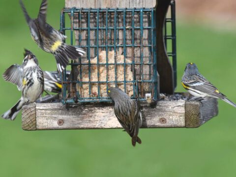 gray, white and yellow birds at a feeder