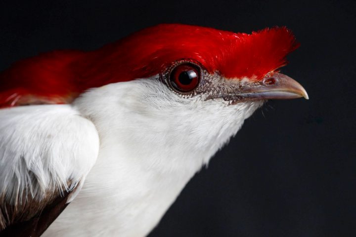 O macho do soldadinho-do-araripe tem um topete que 