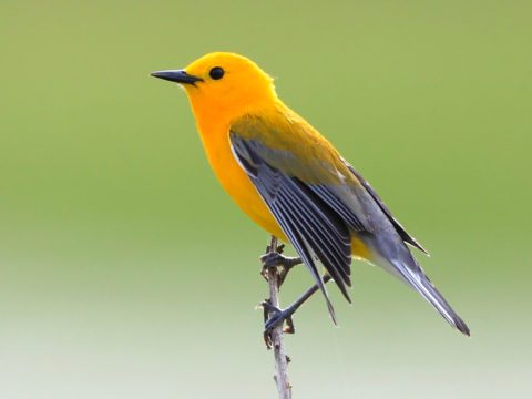 Prothonotary Warbler perches on plant