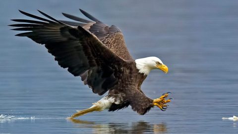 Bald Eagle by Brian Kushner via Birdshare