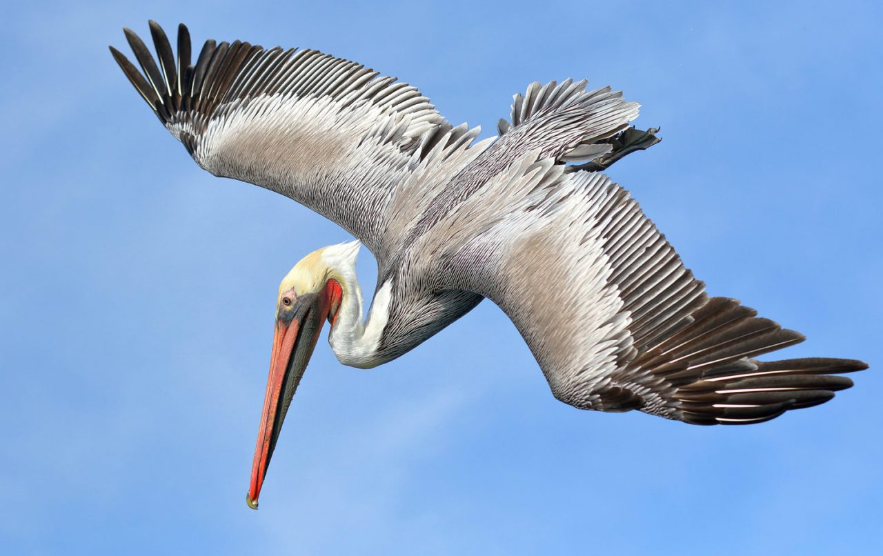 Brown Pelican by Salah Baazizi via Birdshare.