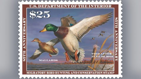 The 2018-2019 Federal Duck Stamp, featuring a pair of Mallards. Art by Bob Hautman. Image used with permission from the U.S. Fish & WIldlife Service.