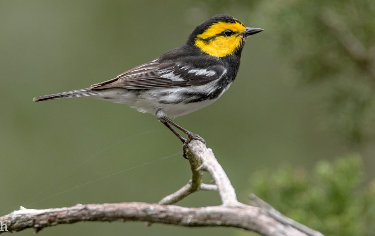 Golden-cheeked Warbler by Jesse Huth/Macaulay Library