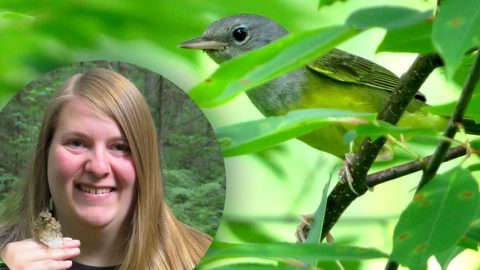 Katie Kozak, June 2018 eBirder of the Month and Mourning warbler