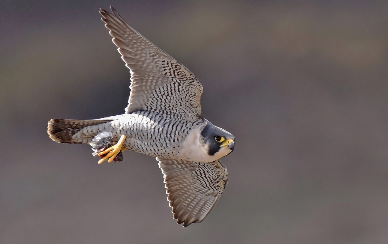 Peregrine Falcon by Pete Blanchard via Birdshare