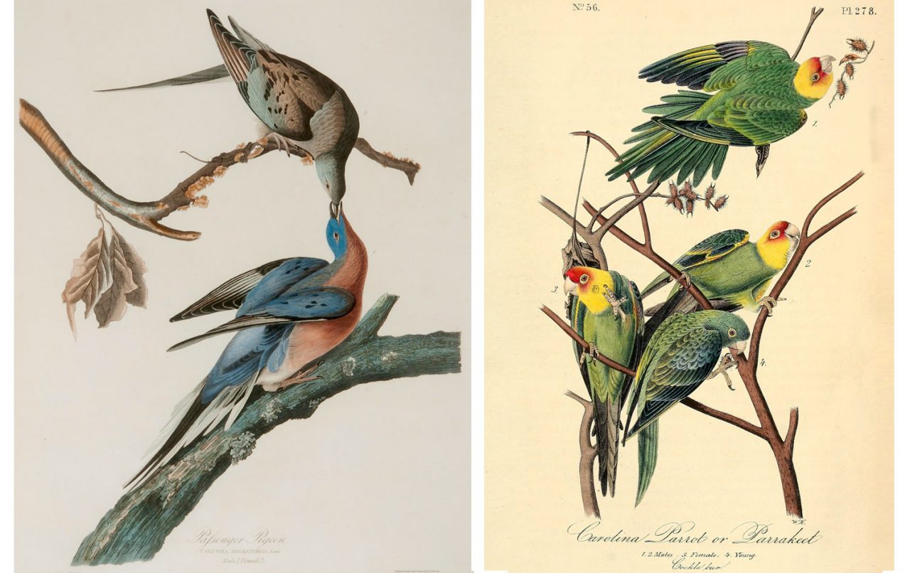 Passenger Pigeon (left) and Carolina Parakeet by John James Audubon.
