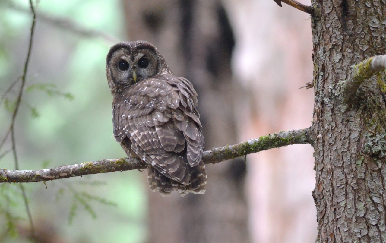 Northern Spotted Owl by Ben Phalan/Macaulay Library
