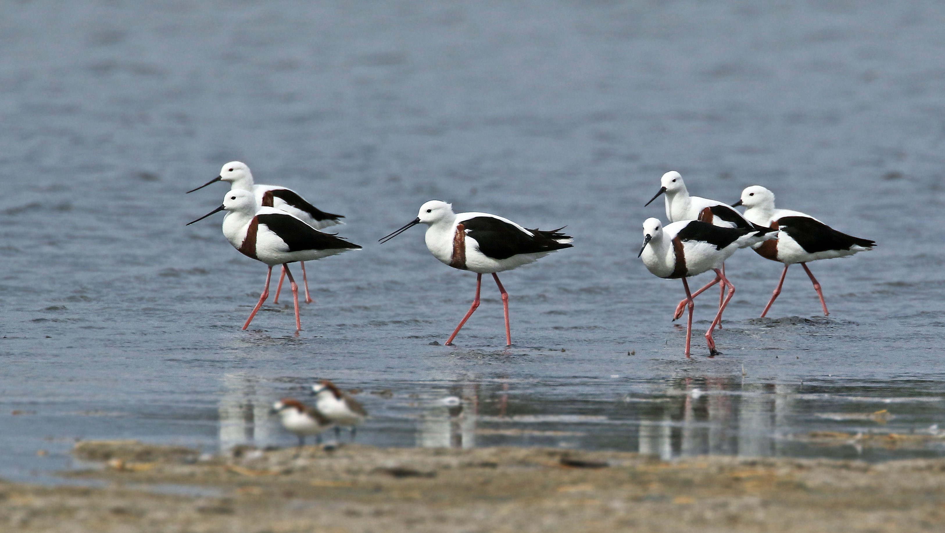 Banded Stilts by Andrew Spencer.