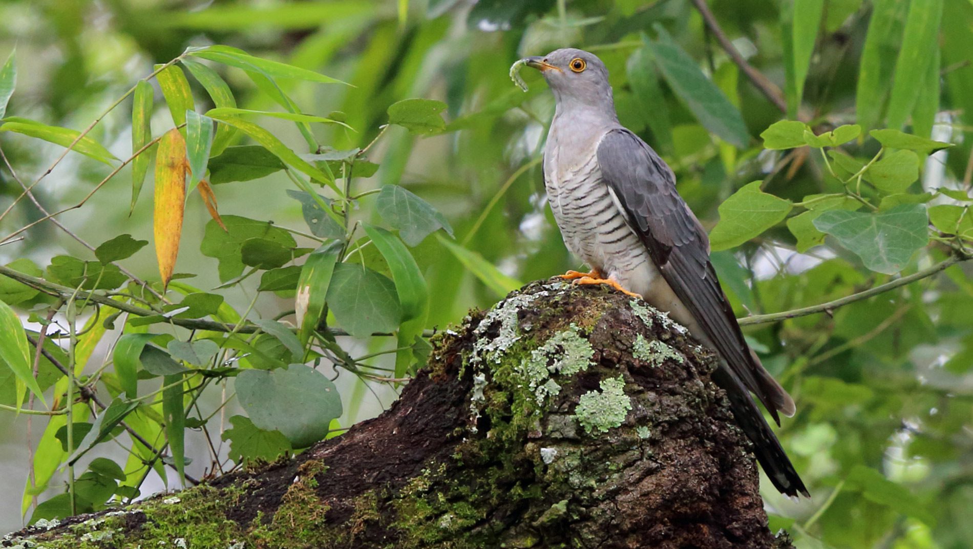 Common Cuckoo by Nigel Voaden