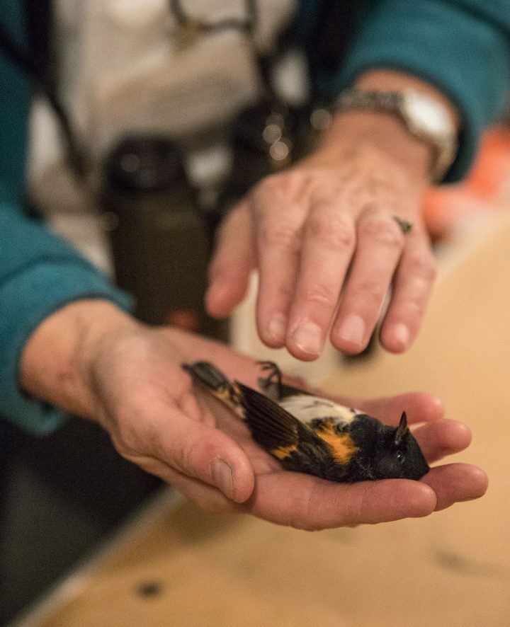 The American Redstart is only the second documented bird mortality at the Tribute grounds, but birds may die away from the Tribute location. Photo by Ben Norman.