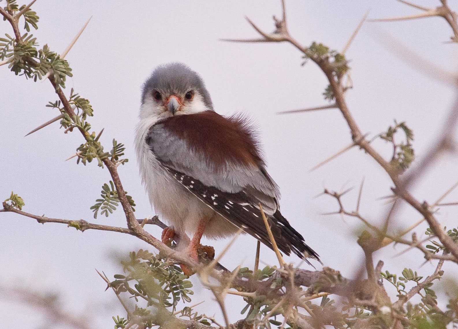 Pygmy Falcon by Eric VanderWerf
