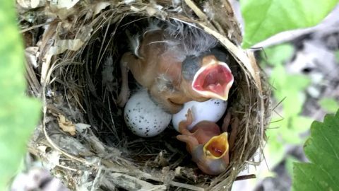 White-eyed Vireo nest with two unhatched eggs, one one-day-old Vireo hatchling and one two-day-old Brown-headed Cowbird hatchling. This nest was secured to a poison ivy vine near the edge of a marsh. Photo byDennis Porebski via Nestwatch