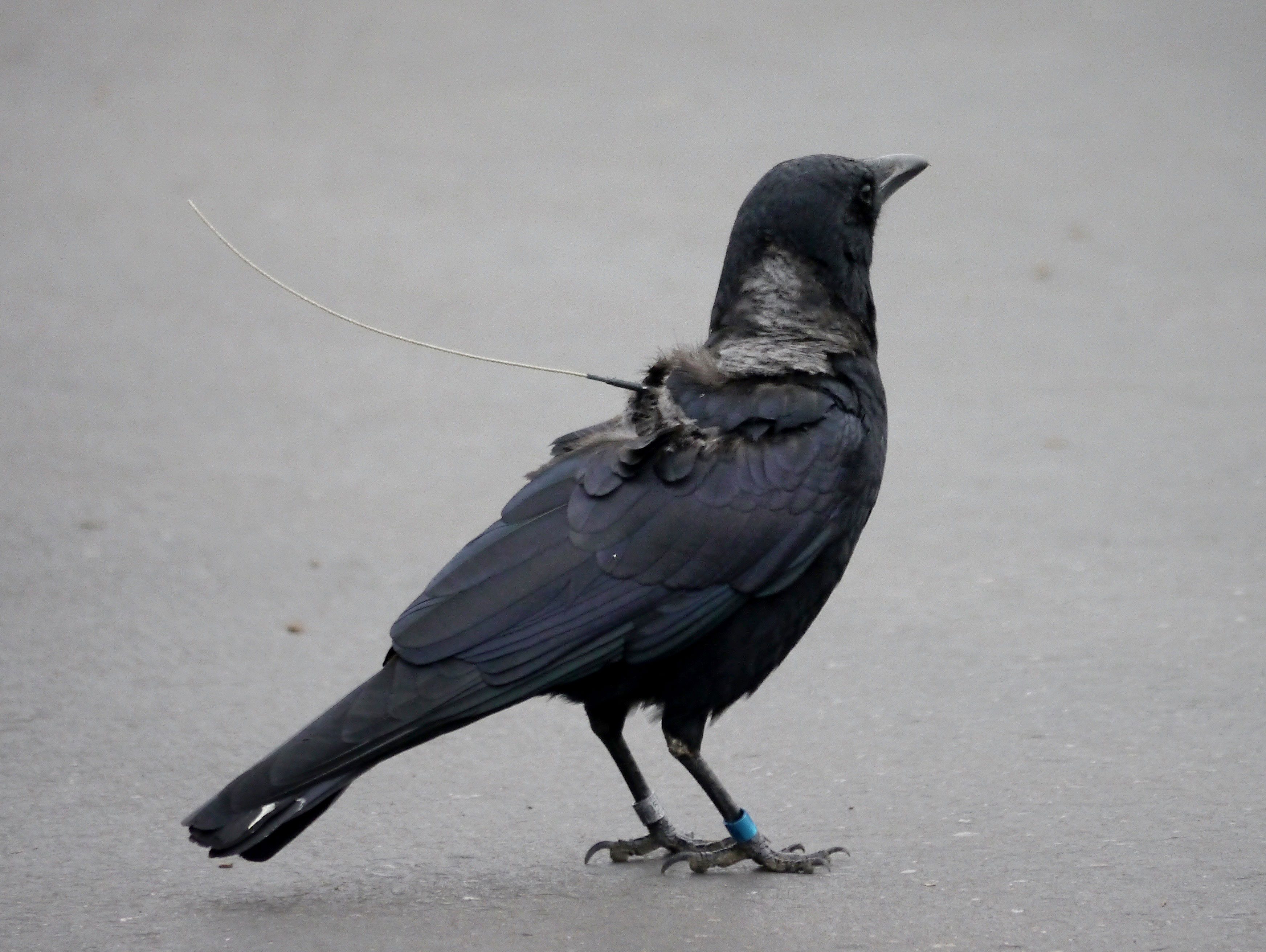 A crow with a satellite transmitter attached to its back. Photo by Melissa Jones.
