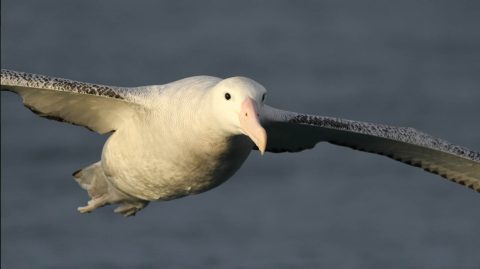 Wandering Albatross in New Zealand by Evan Lipton