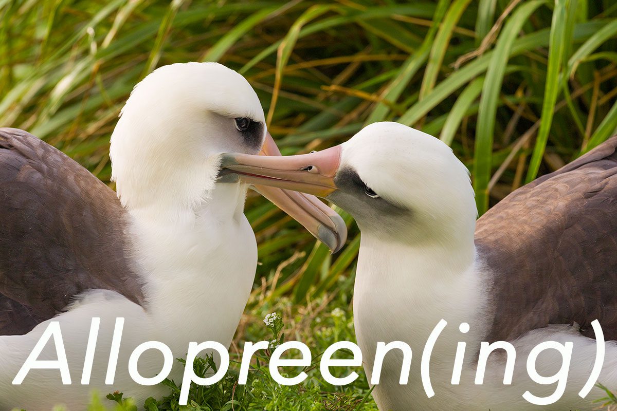 Allopreening Laysan Albatross by Cliff Beittel