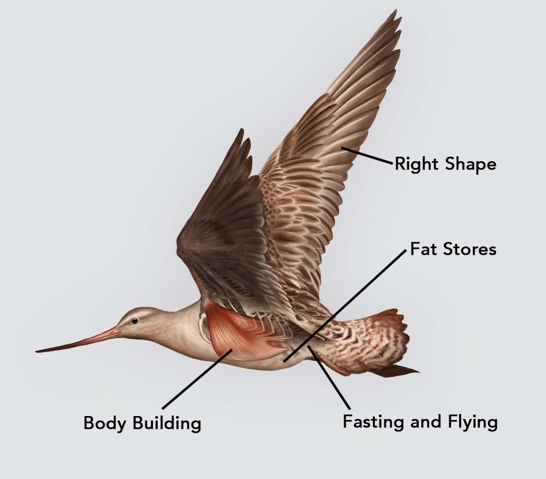 Bar-tailed Godwit. Illustration: Jillian Ditner;