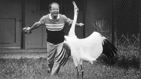 George Archibold dances with a crane in 1983. Photo courtesy the International Crane Foundation.