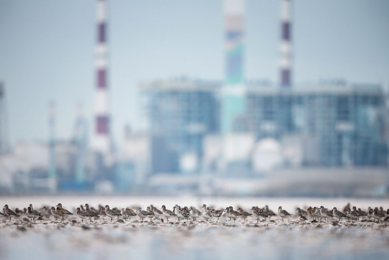 Black-bellied Plovers feed in South Korea’s Geum Estuary along the Yellow Sea coast, against a backdrop of industrial development. Photo by Gerrit Vyn.